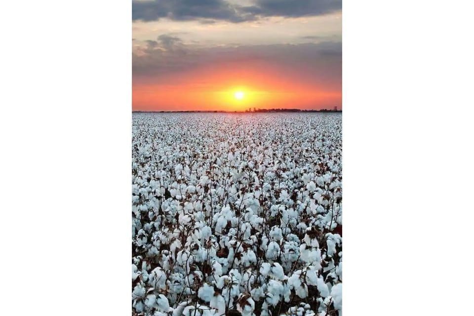Cotton field 
