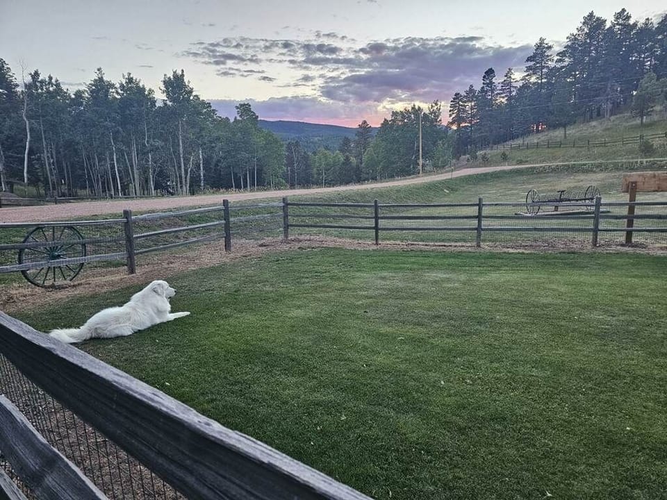 Pet Friendly!! (Complete fenced yard) just chillin….