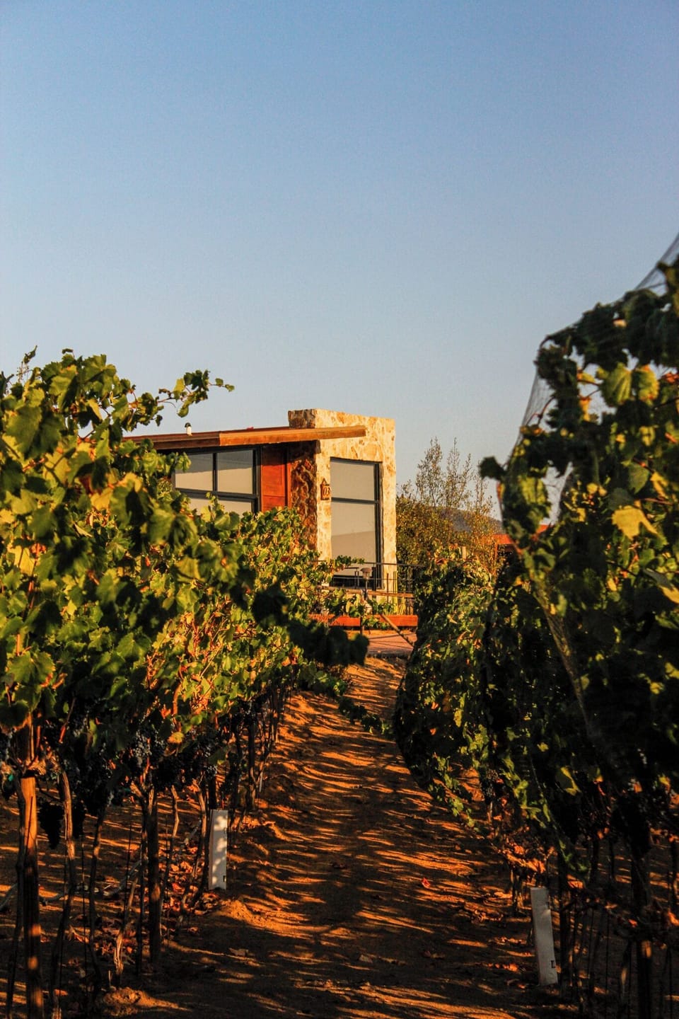 Vineyard