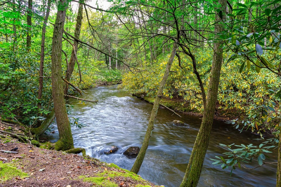 The stream just off our private trails
