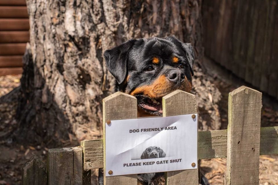 Pet-friendly