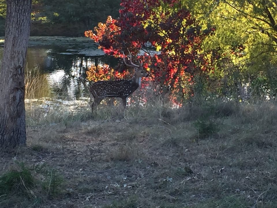 Deer