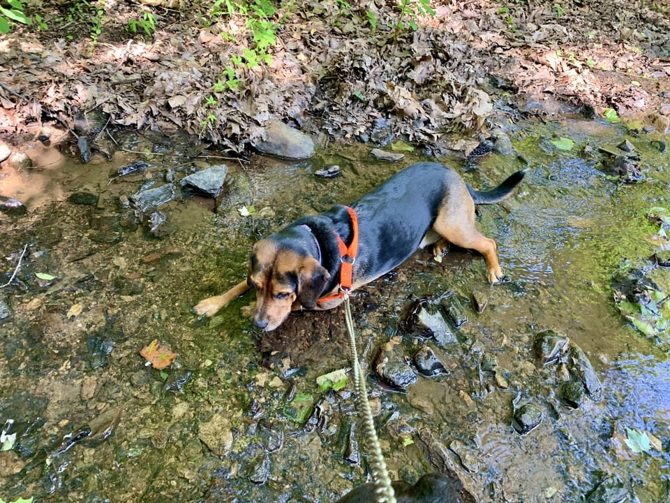 Dogs and kids can't get enough of the creek no matter what time of year.