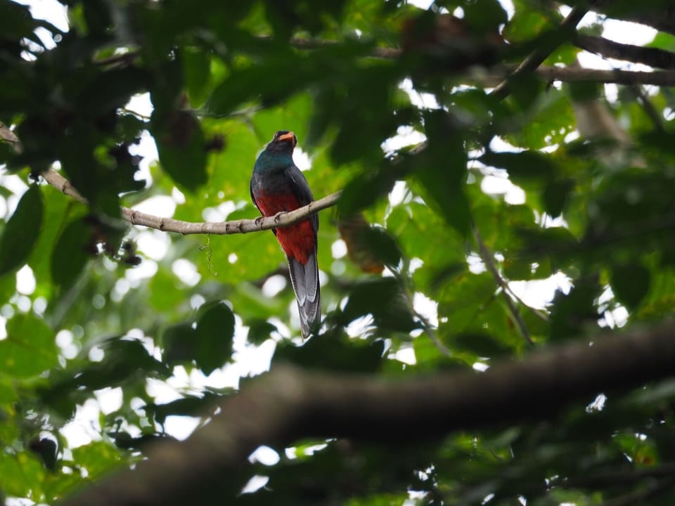 A stunning bird outside of the home