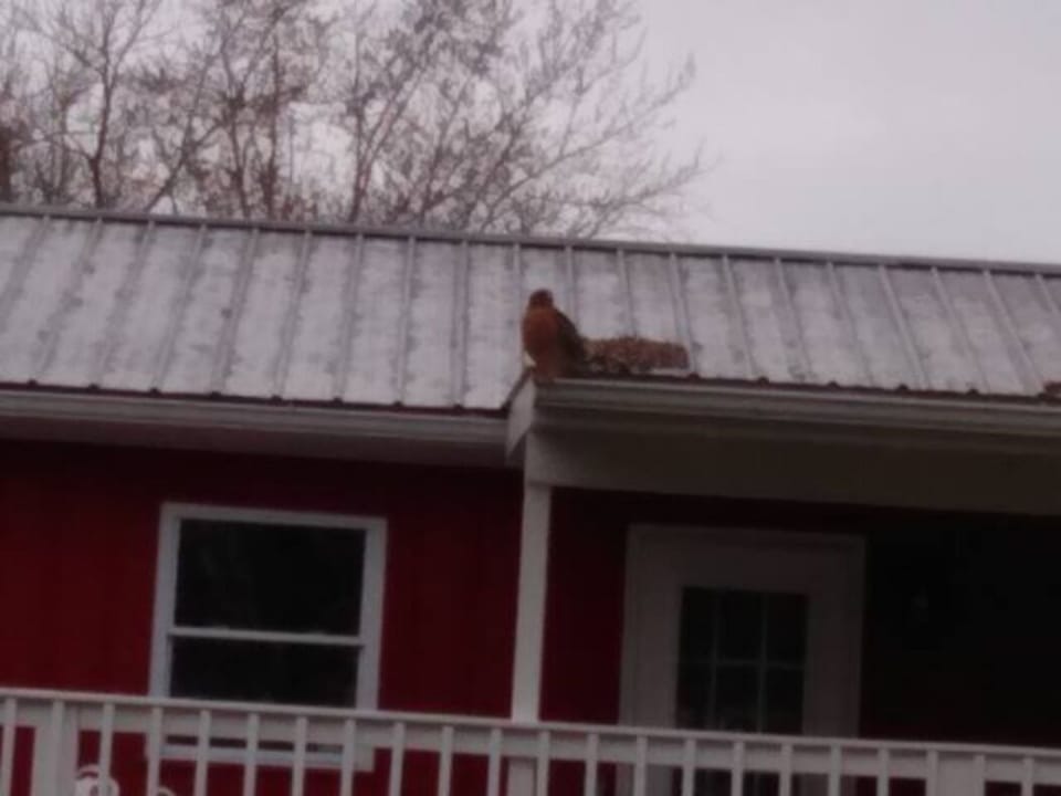 Red shoulder hawk stopping by