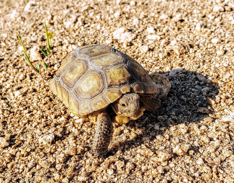 Endangered baby tortoise pic taken at Friendly Hills Hike by Joshua Tree City.