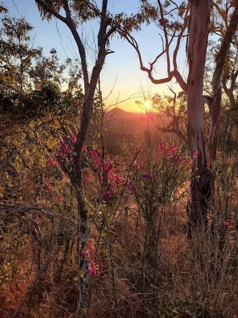 A glimpse through the trees during sunrise.
