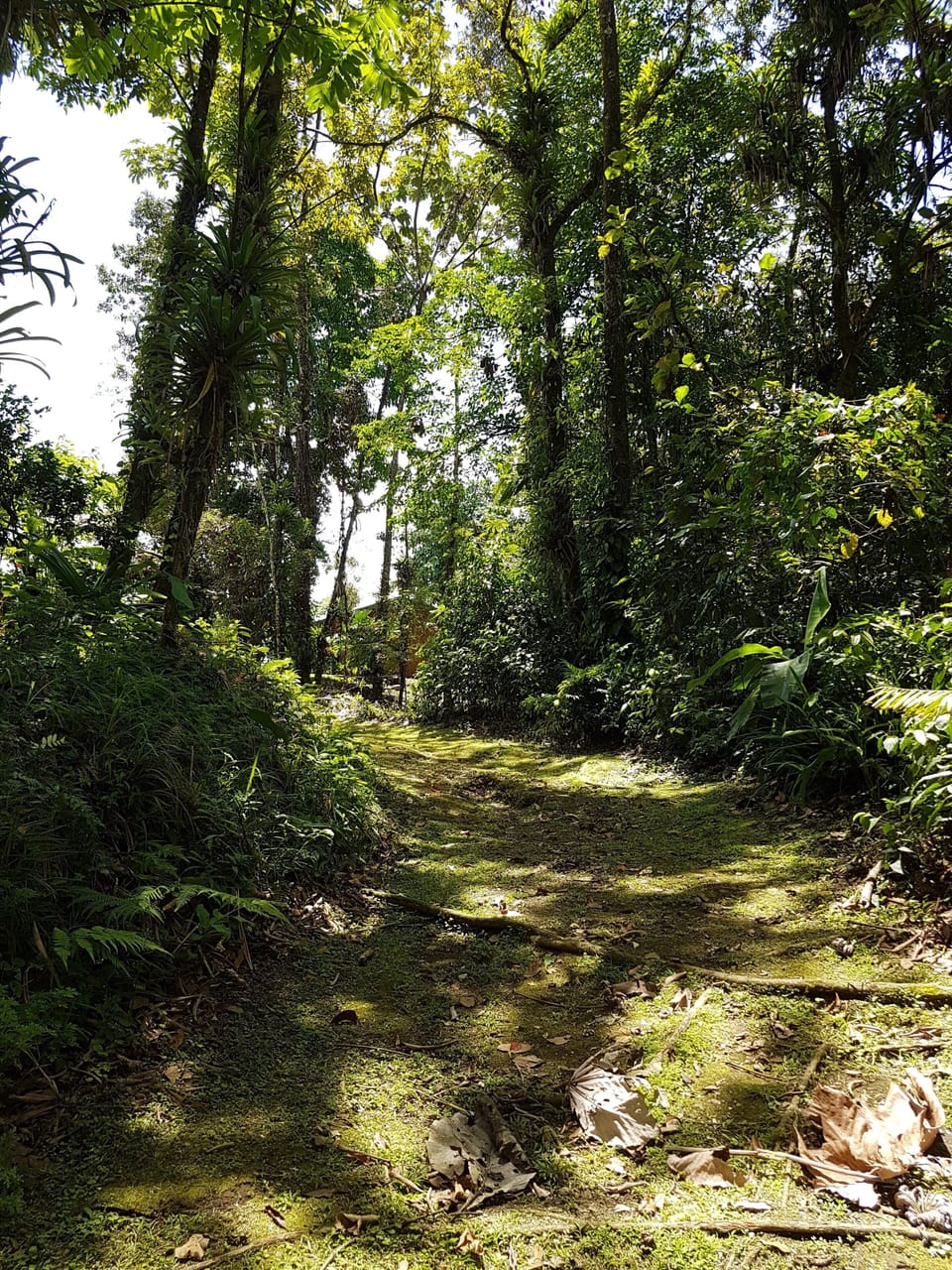 Hiking
