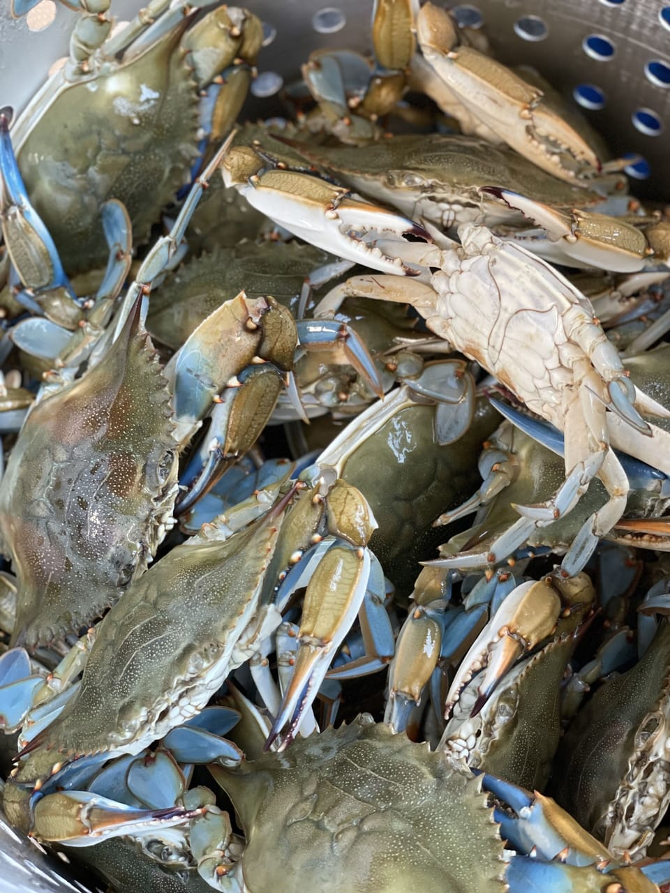 Fresh blue crabs! Steams and delivered to the front door, upon availability.
