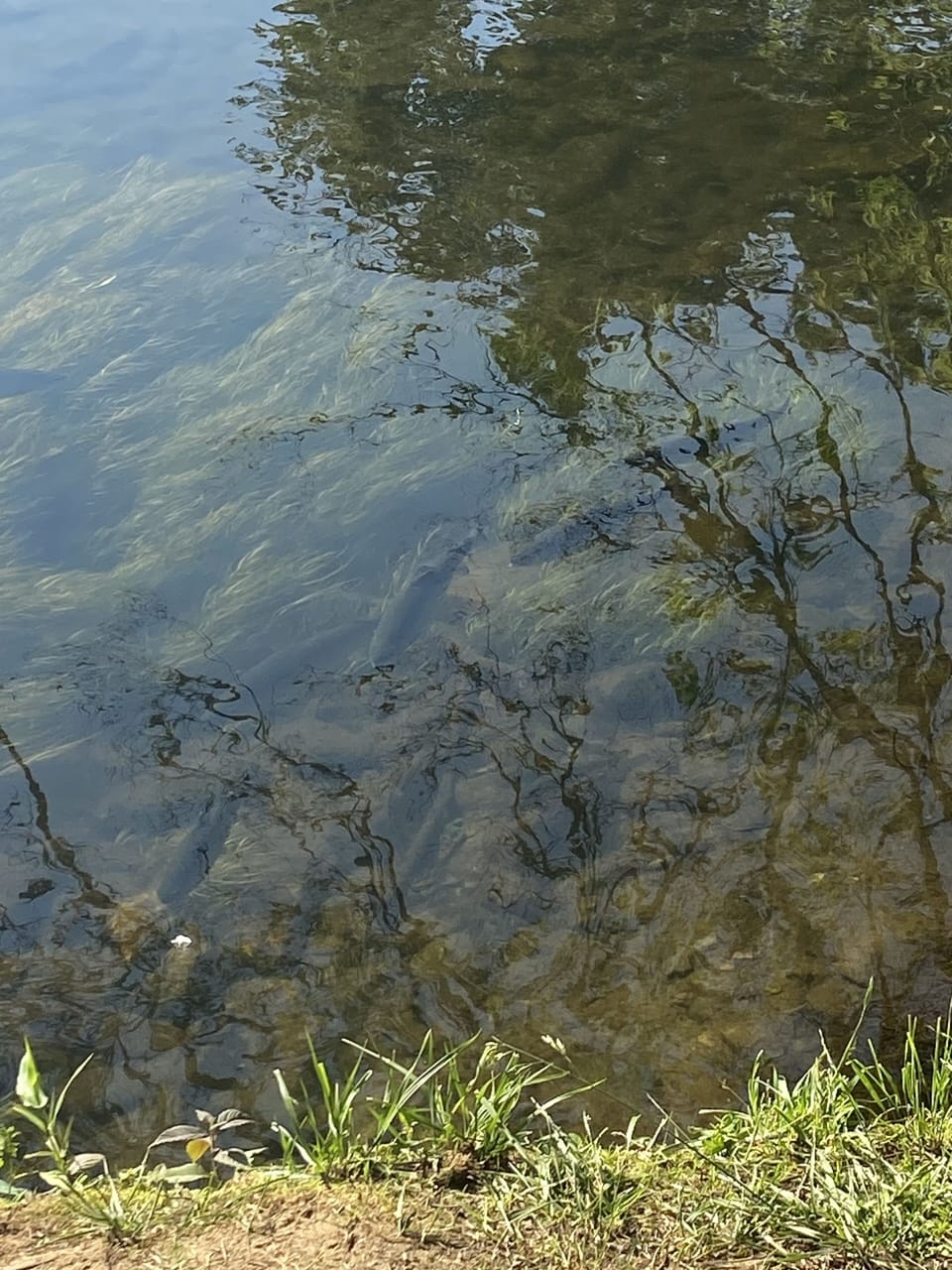 Large Trout