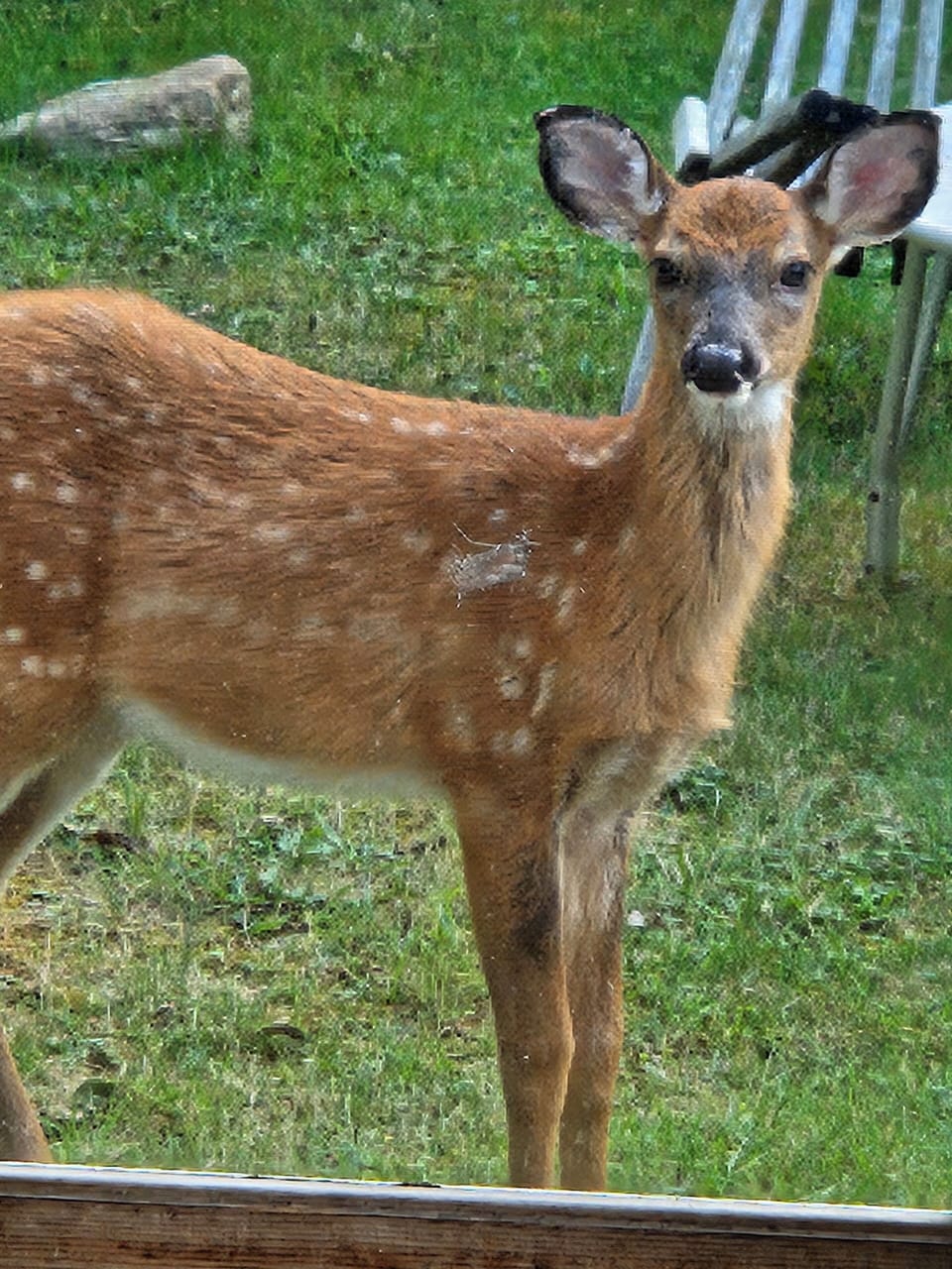 inquisitive neighbor at barn doors