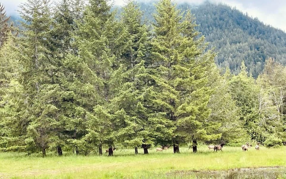 In this quiet, serene setting, wildlife, like this herd of elk, come to graze in the field.