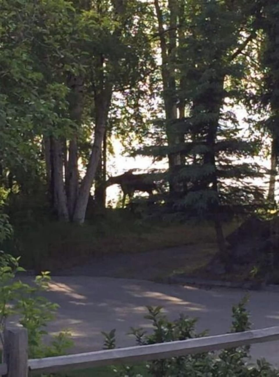 Moose across the street, overlooking Cook Inlet.