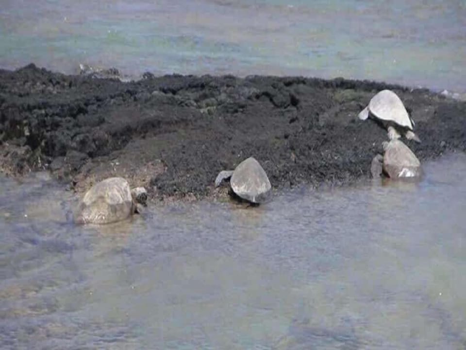 Go snorkeling, explore the tide pools and see sunbathing turtles.