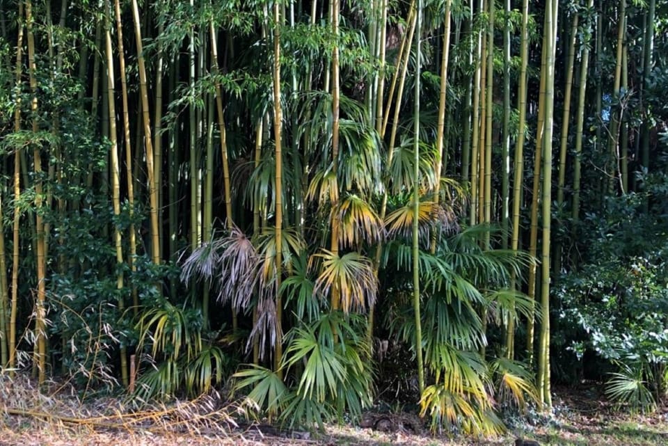 La forêt de bambou