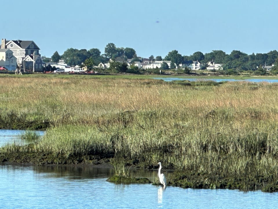 An egret in the marsh
