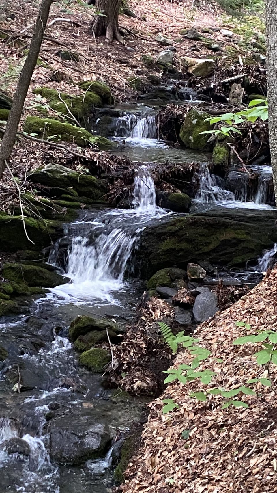 Walking paths along the many brooks.