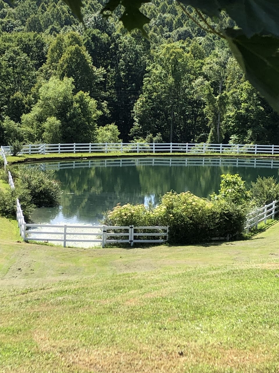 The Pond