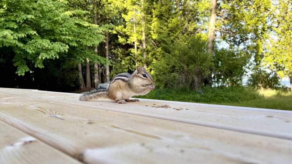 Our little friend