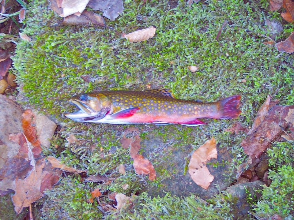 native brook trout caught in slate run