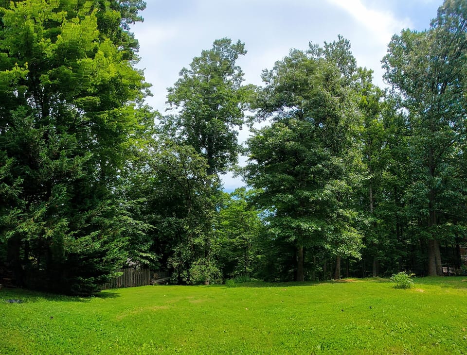 View of backyard from porch.