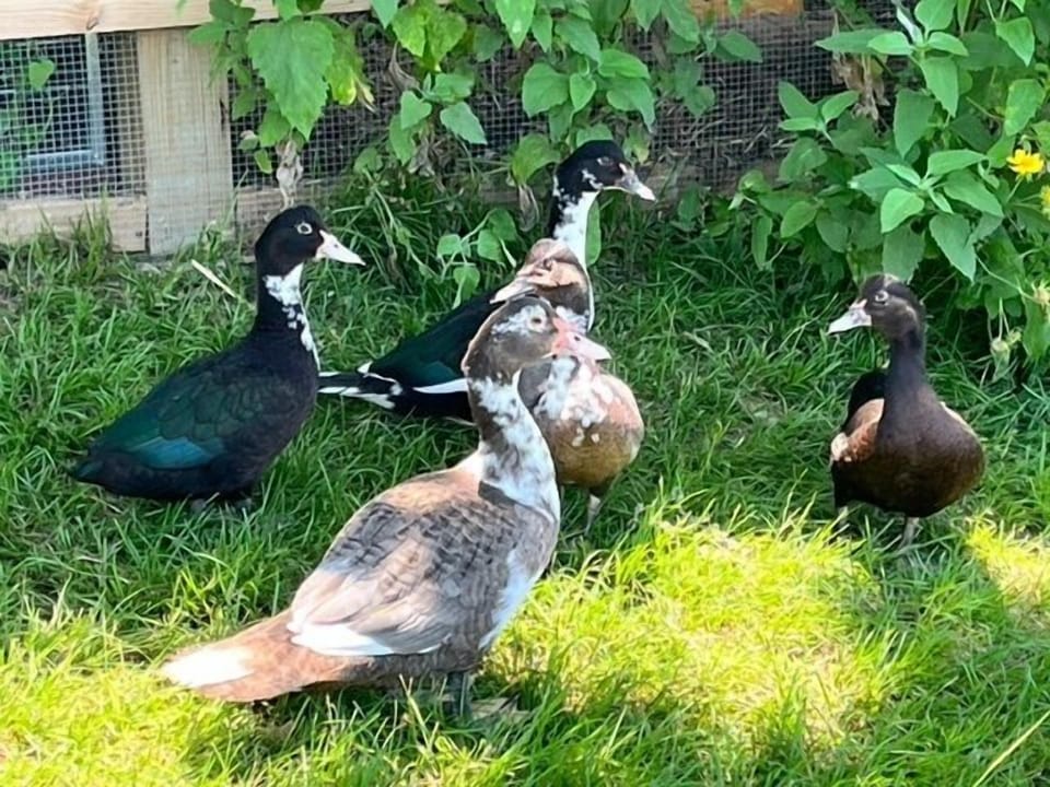 Ducks
