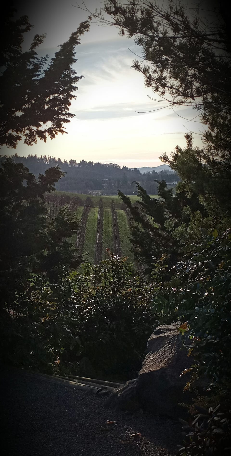 Vineyard