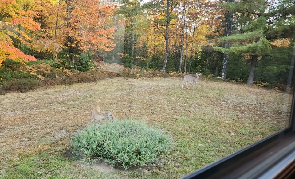 View from property