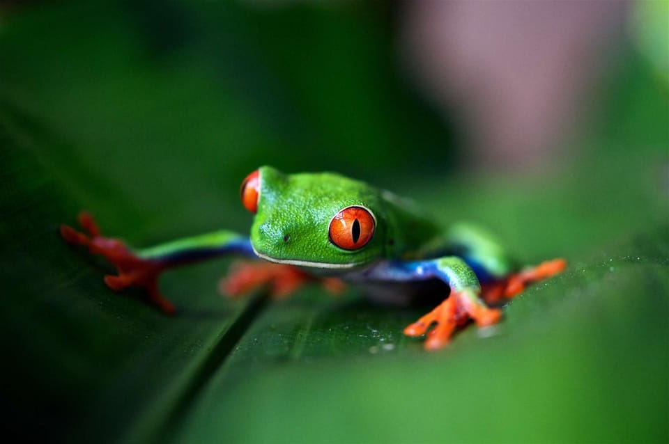 Costa Rica accounts for only 0.03% of the Earth's surface, yet it is home to 6% of the world's biodiversity!