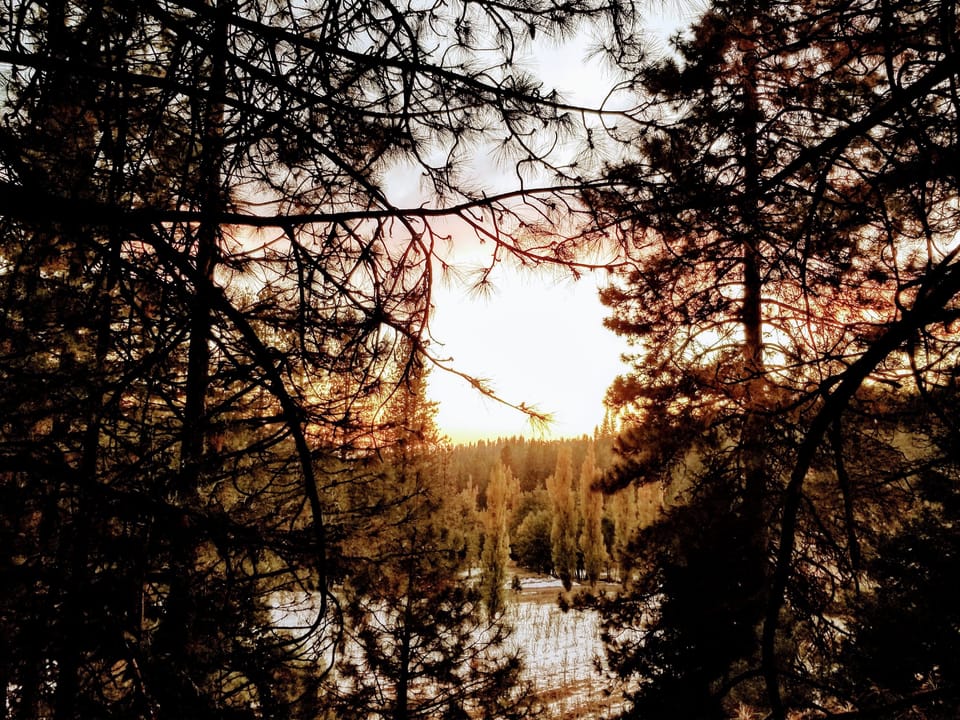 Orchard view from the deck