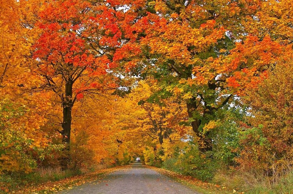 Don't miss the Tunnel of Trees in the fall. it's breathtaking!