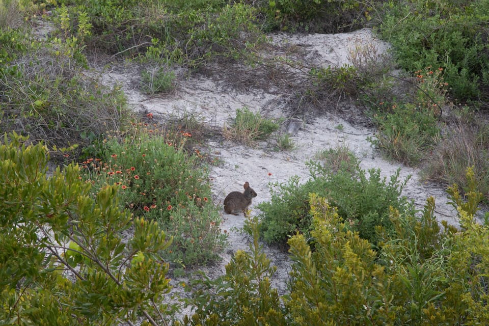 Look for wildlife in the dunes as you walk to the beach