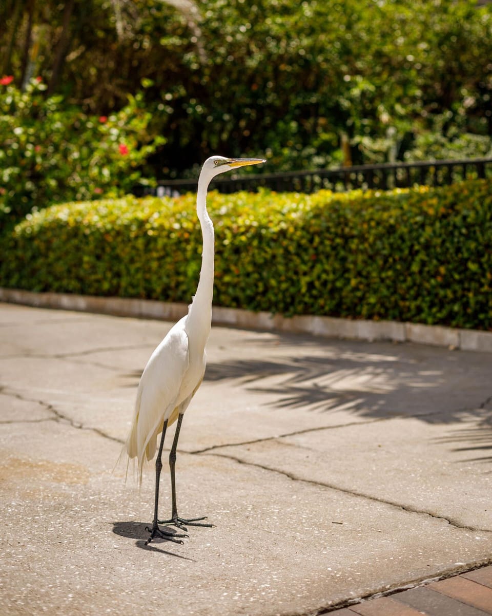 CoCo, the condo bird. He will visit everyday!!