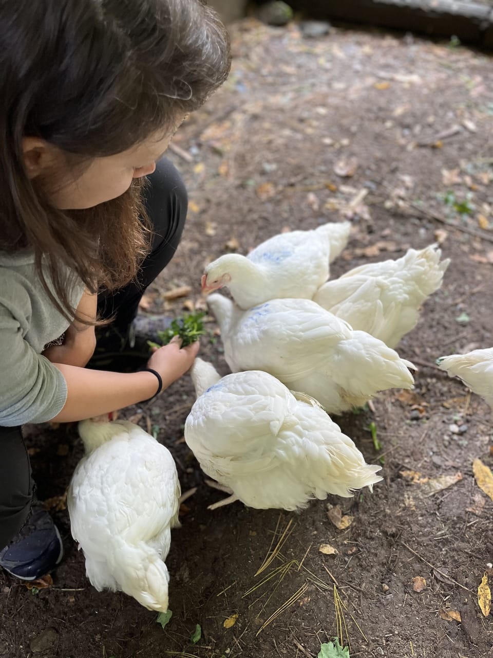 Want to feed the chickens fresh kale from our garden? 