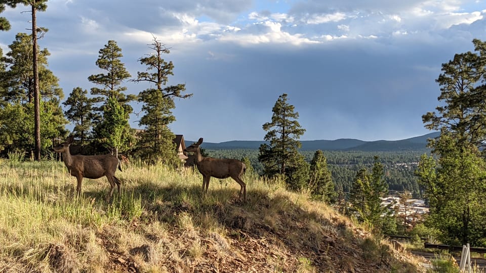 Lots of wildlife