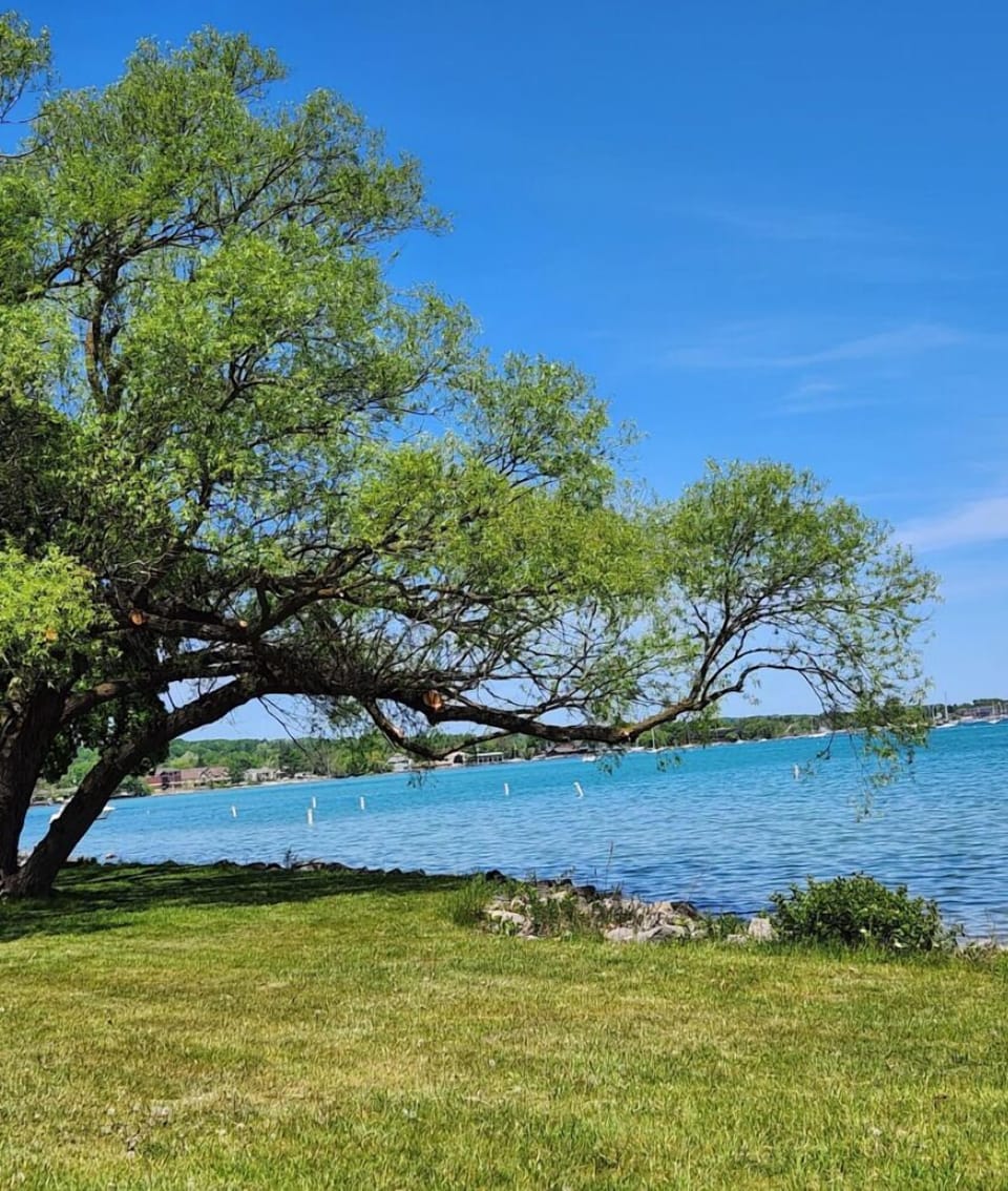 Scenic lakeshore view framed by a sprawling tree & blue skies