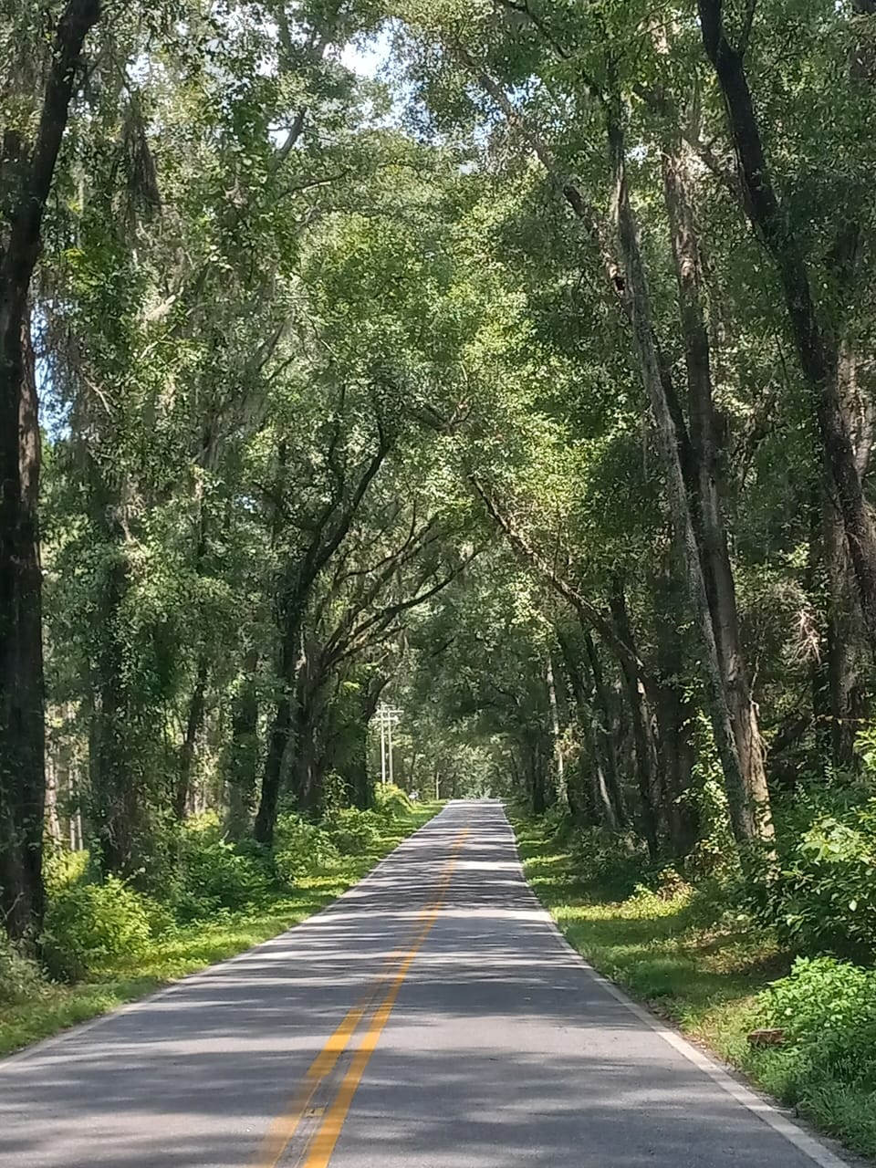 Road with canopy of trees leading to home
