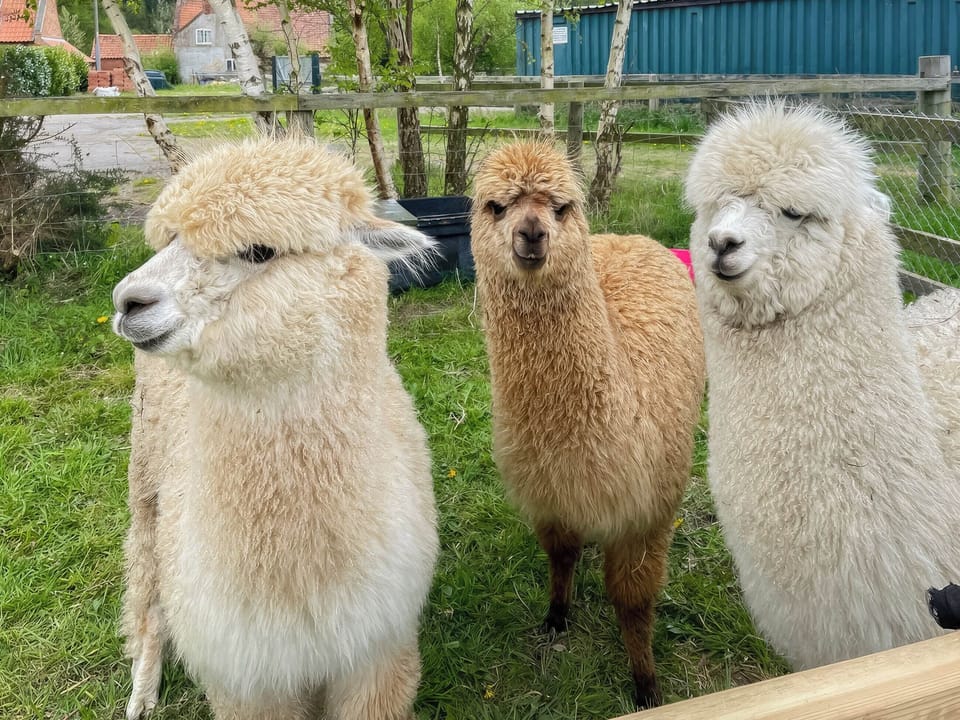 Surrounding area | Winston Lodge - Birchdale Lodges & Alpaca&rsquo;s, Norton Disney, near Lincoln