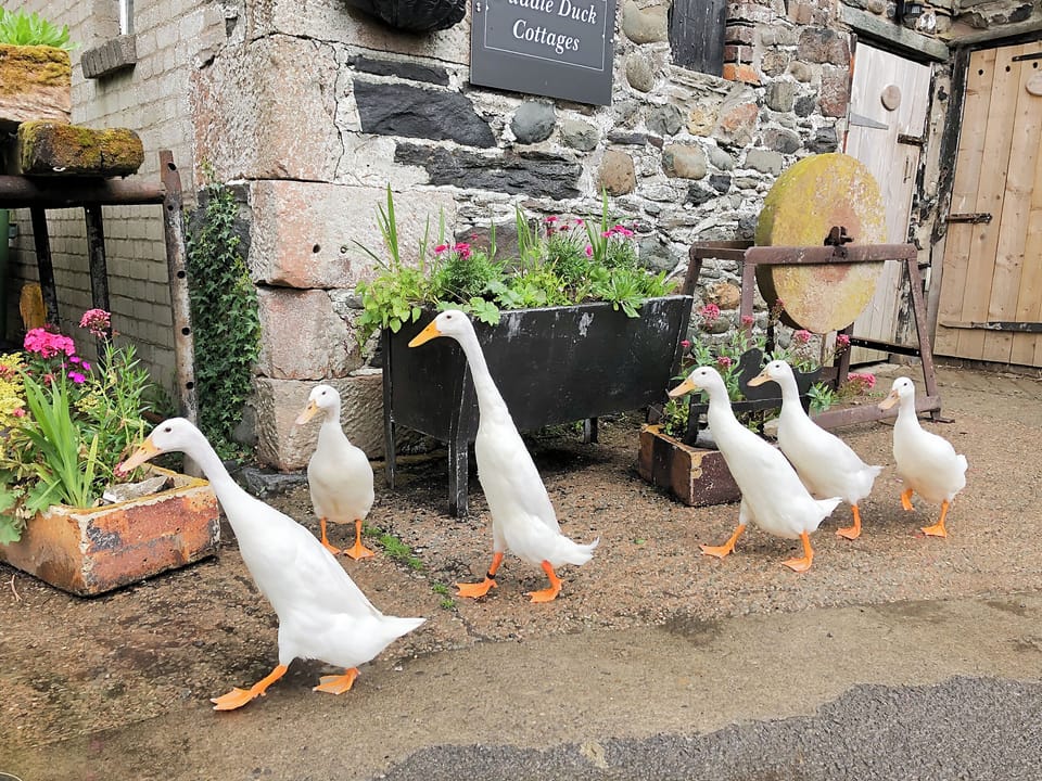 Owners Puddle Ducks which wander freely near the cottage | Brook House Co, Bassenthwaite