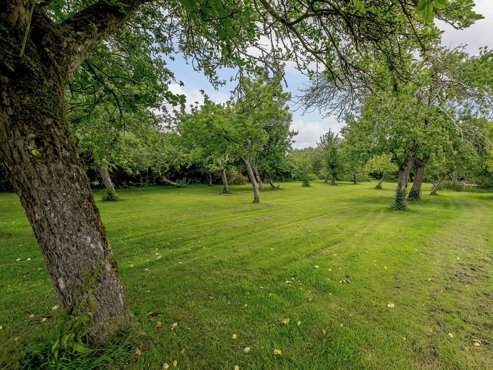 Orchard | Orchard Barn, Meare, near Glastonbury