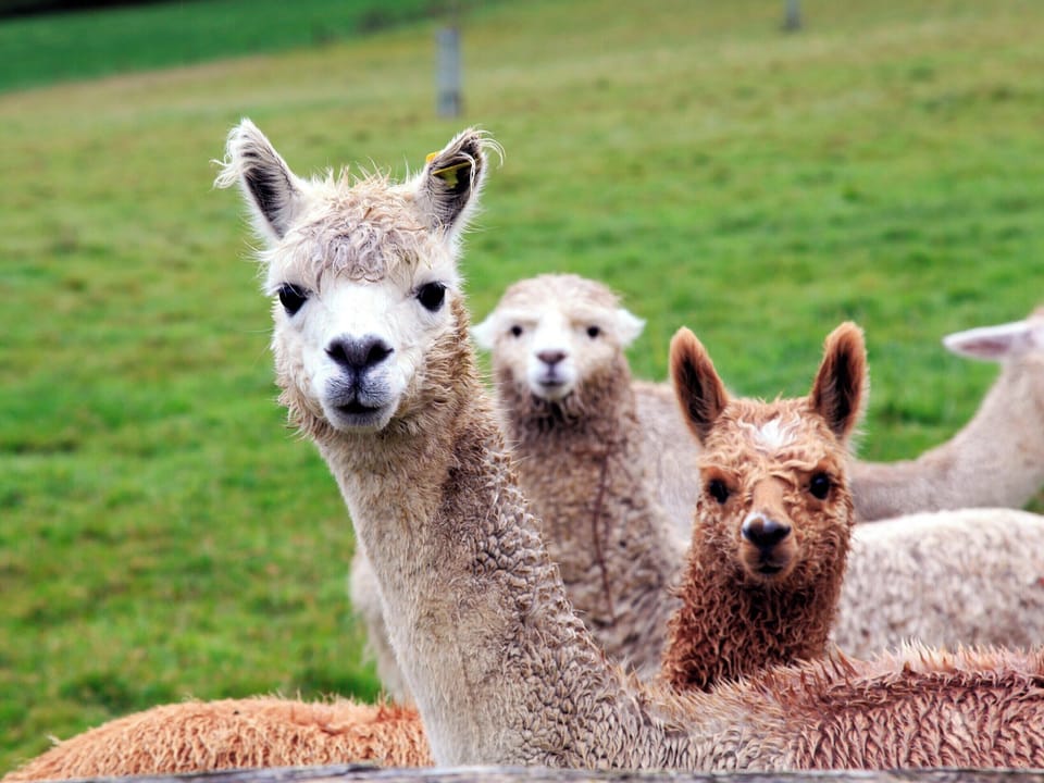 Double bedroom | Alpaca Cottage, Frampton