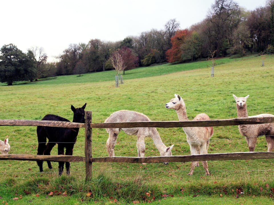 Double bedroom | Alpaca Cottage, Frampton