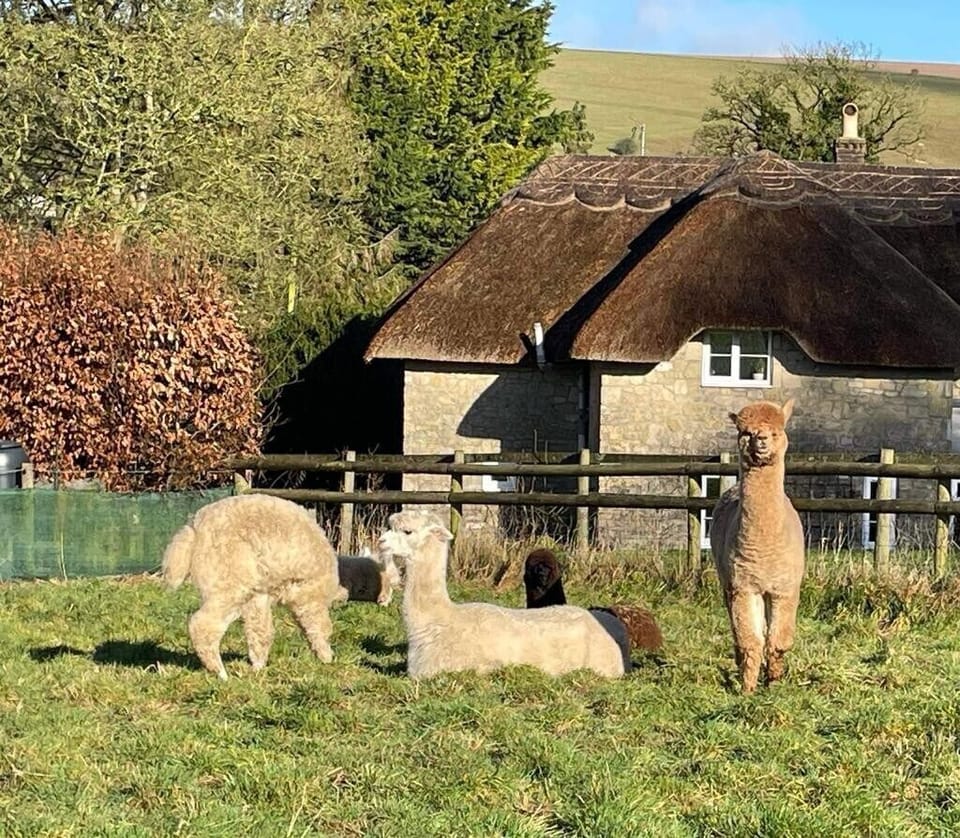 Meet the support Lamas in the neighbouring field to Kings garden. Such lovely animals !