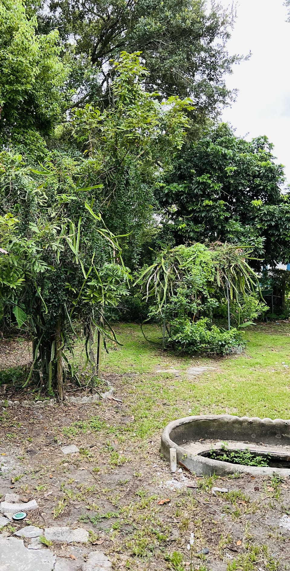 Backyard.