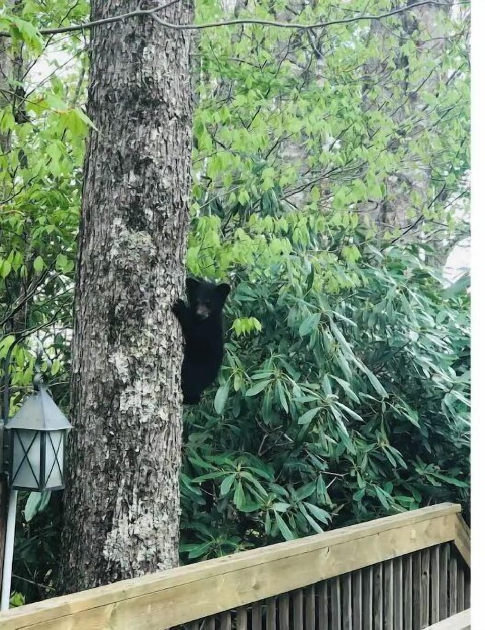 Wildlife in the area.