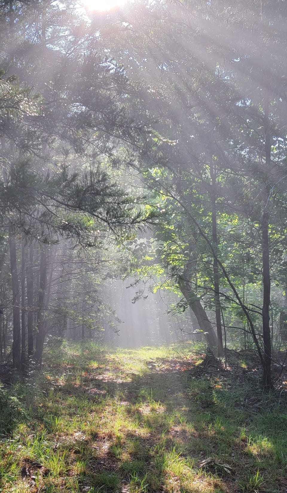 serene views from our trails