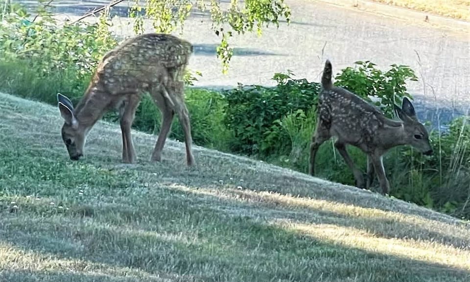 Resident Deer
