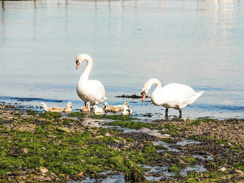 Beach | Woodpecker - The Waterfront, Blackbridge, near Milford Haven