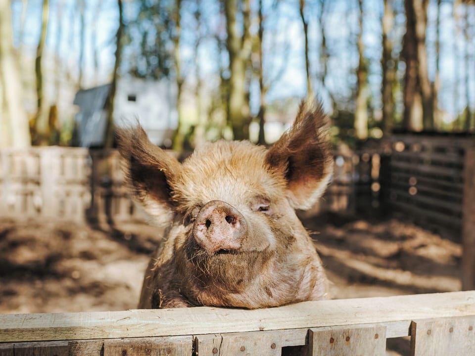 Outdoor area | Jacob&rsquo;s Folly - Rosslyn Glamping, Melton Constable
