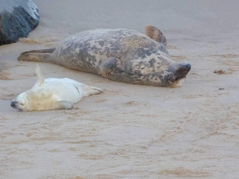 Grey seal and pup on Horsey Beach | Watchkeeper&rsquo;s Cottage, Lazidays, Southbank, MundesleyMund